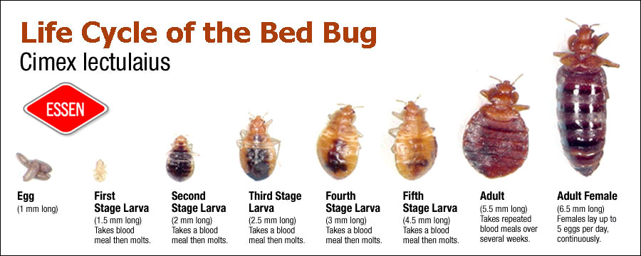 Life Cycle og Bed bugs