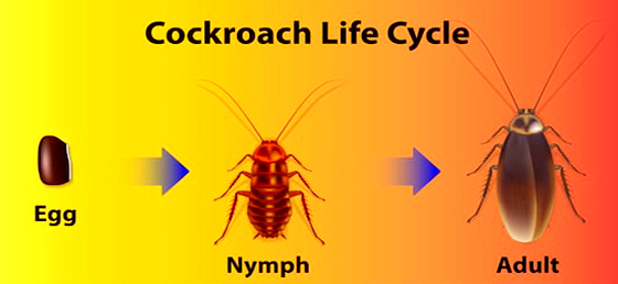 Life Cycle of Cockroaches