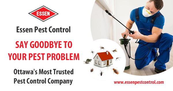Pest Control Ottawa Pest Control Services in Ottawa, Toronto and Vancouver BC Pest Control